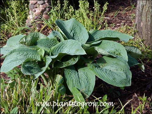 Hosta Bressingham Blue
This is a 2-3 year old plant, growing in the shade of a Autumn Blaze Maple.